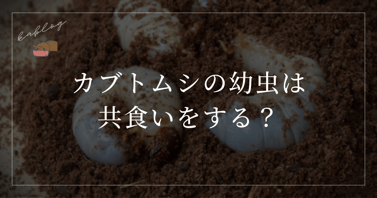 beetle-larvae-cannibalism